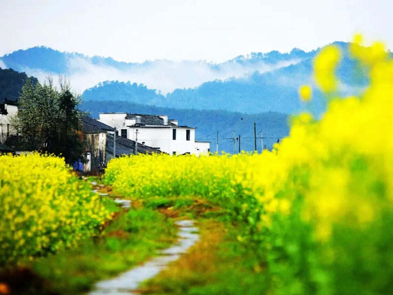 婺源油菜花