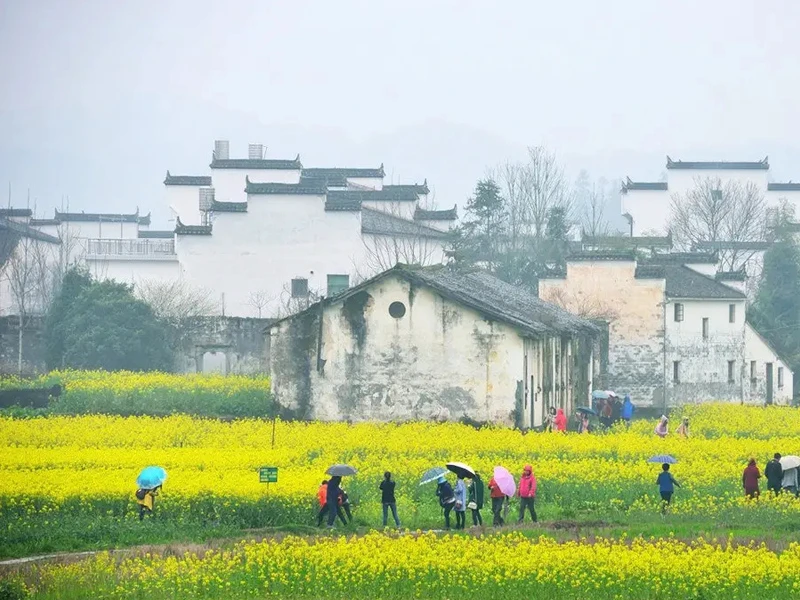 婺源油菜花