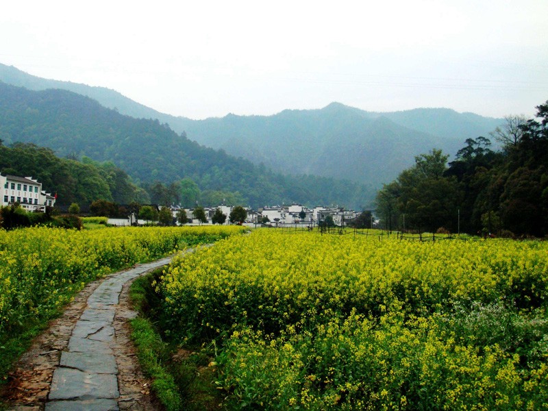 婺源油菜花