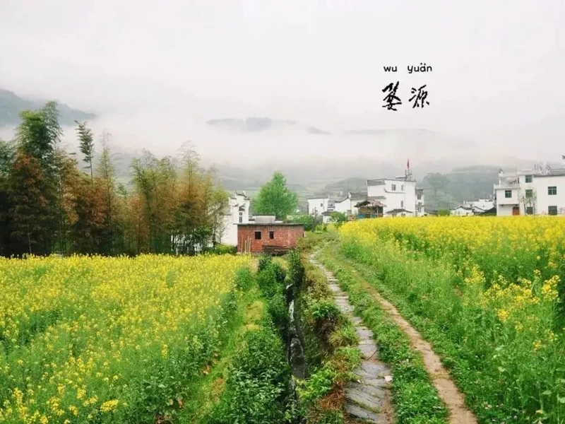 婺源油菜花