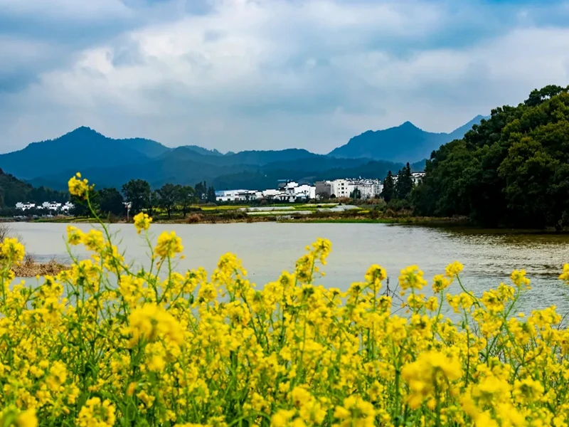 婺源油菜花